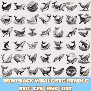 Paquete de imágenes SVG de ballena jorobada, vector de ballena, silueta de ballena, diseños vectoriales de ballena dibujados a mano, imágenes SVG de océano, imágenes SVG de animales marinos, descarga digital
