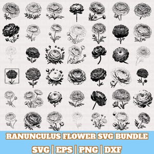 Ranunculus Flower Svg Bundle, Ranunculus Flower Vector, Ranunculus Flower Silhouette, Botanic Ranunculus Svg PNG Eps Dxf, Digital Download