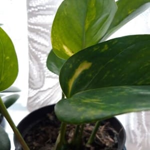 Devils Ivy GOLDEN POTHOS Epipremnum Aureum - 13cm Pot House Plant- FREE P&P