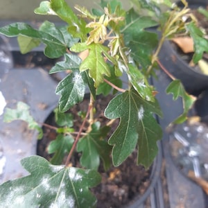 May include: A young maple tree sapling in a black plastic pot. The plant has green, lobed leaves with some white spots, and reddish stems. The sapling is in a dark potting mix, and the background is blurred.