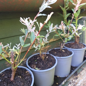 May include: Four small potted plants with slender, reddish-brown stems and variegated leaves featuring shades of green, white, and soft pink. Each plant is housed in a simple, round, light grey plastic pot filled with dark, moist potting soil.