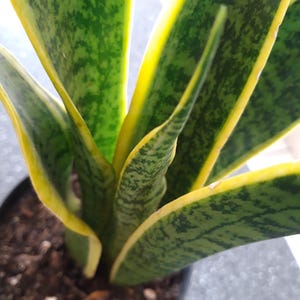 May include: A snake plant with upright, sword-shaped leaves featuring a dark green mottled pattern and distinct yellow margins. The plant is potted in a dark container filled with brown soil, showing the base of the foliage and the soil surface.