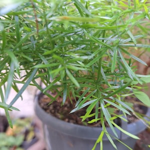 Asparagus Fern