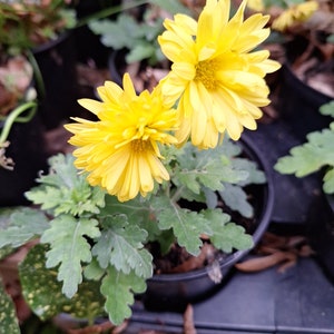 May include: A close-up of a yellow chrysanthemum plant with two blooms in a black pot. The plant is surrounded by green leaves.