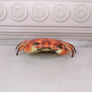 May include: A large, orange-brown crab with black claws and legs. The crab is lying on a white surface.