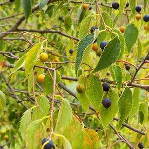Celtis australis -15 seeds