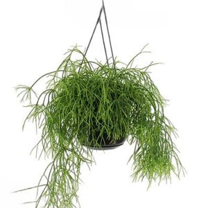 Rhipsalis baccifera 30 seeds