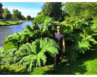 Gunnera: The Dinosaur Plant