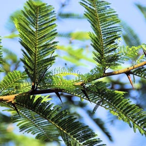 African Acacia Bonsai - 10 seeds