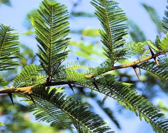 Bonsái de acacia africana - 10 semillas