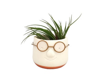Airplant Tillandsia Rainforest - Golden Dude