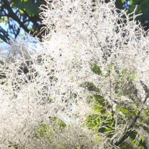Smoke Tree (Cotinus coggygria) - 70+ seeds