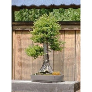 Mammutbaum-Bonsai-Baumsamen - 25 Samen - Etsy.de