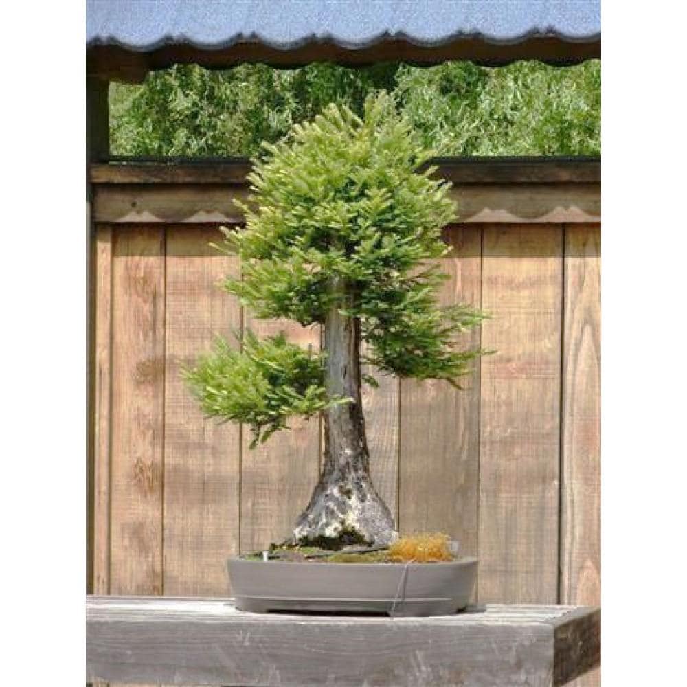 センペルセコイア 実生 素焼き鉢植え 常緑針葉樹 高木 盆栽 センペルセコイア 実生 素焼き鉢植え 常緑針葉樹 高木 盆栽