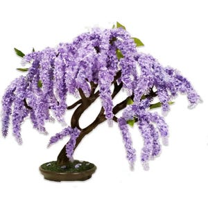 Jacaranda mimosifolia - 80 semi