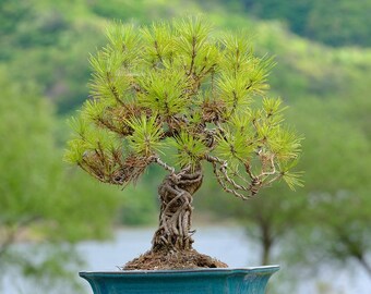 Himalaya-Kiefer Bonsai-Samen ""Pinus roxburghii"" - 35 Samen." - Etsy.de