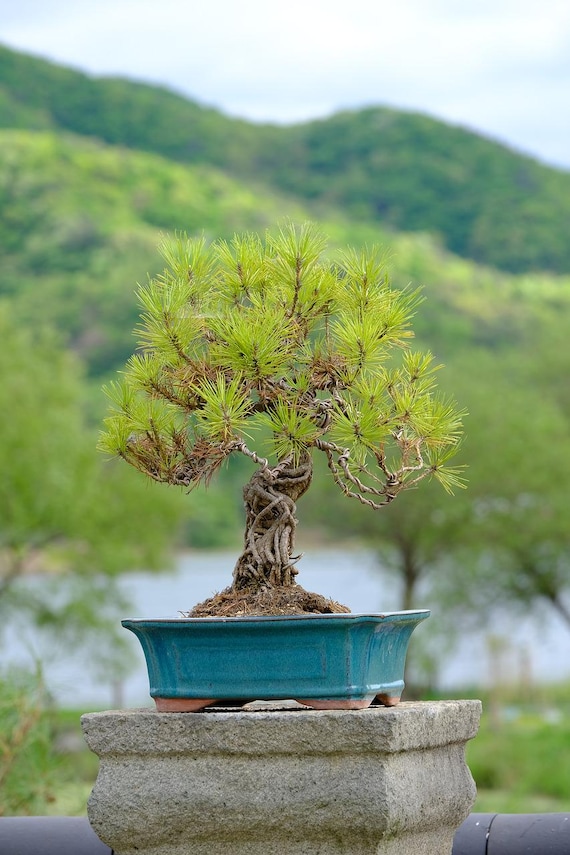 Himalaya-Kiefer Bonsai-Samen ""Pinus roxburghii"" - 35 Samen." - Etsy.de