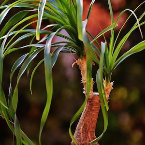 Beaucarnea (paardenstaartpalm) - 20 zaden