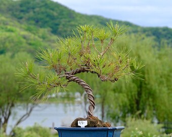 Himalaya-Kiefer Bonsai-Samen ""Pinus roxburghii"" - 35 Samen." - Etsy.de