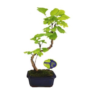 Ginkgo Biloba - 10 Seeds
