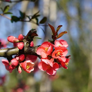 Japanese Quince Bonsai - 10 Seeds