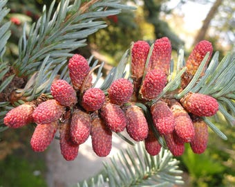 Spanish Fir - Abies Pinsapo - Rare 'plant' Seeds - Guanabana