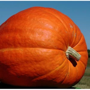 Pumpkin Atlantic Giant Seeds 2gr