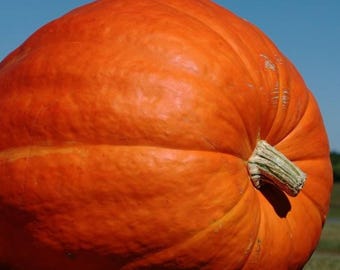 Semi di zucca gigante atlantica 2gr