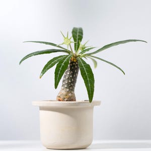 Cactus (Pachypodium geayi) - 10 seeds