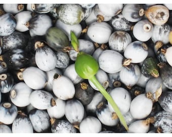 herbstdnger bonsai ProviPlant Bonsai-Dnger: Fr Indoor- & Outdoor Bonsai-Bume