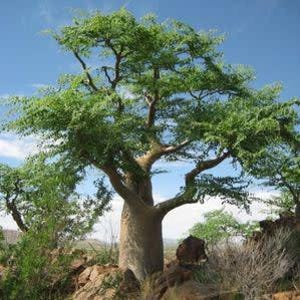 Moringa Oleifera - Tree of Life - 15 Seeds