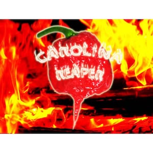 Carolina Reaper Peppers 6 seeds