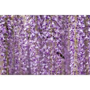 Wisteria Floribunda 4 seeds