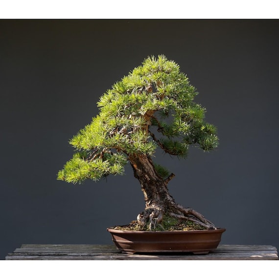 Semillas de bonsi de pino: Cultiva tu rbol en miniatura 0,30 g - Etsy  Espaa