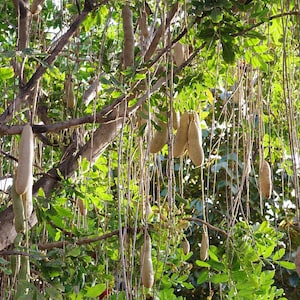 Arbre à saucisses (Kigelia africana) - 10 graines