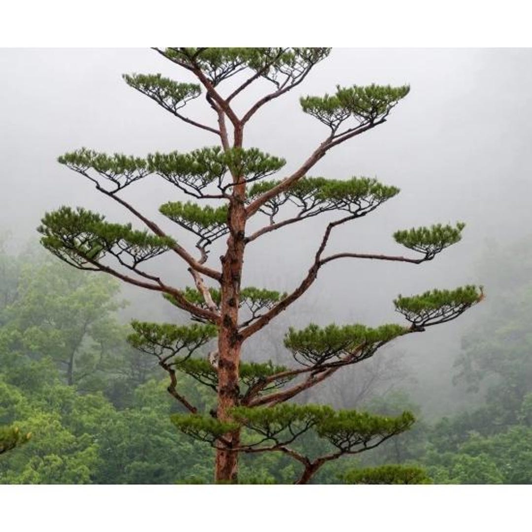 Bonsai Australische Kiefer - 200 Samen - Etsy.de