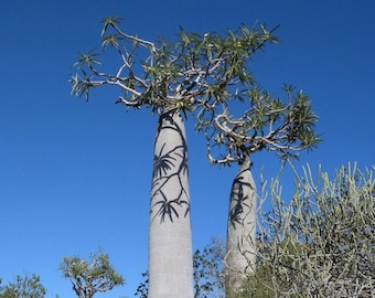 Cactus (Pachypodium geayi) - 10 seeds