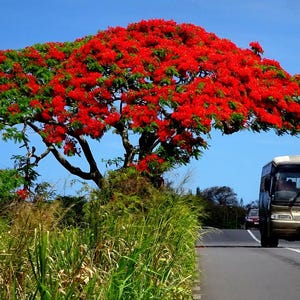 Flame Tree (Delonix regia) - 6 Seeds