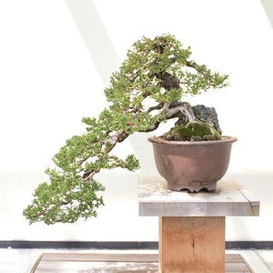 Può includere: Un bonsai con fogliame verde e un tronco spesso, che cresce in un vaso di ceramica marrone. L'albero è su un supporto di legno contro un muro bianco.