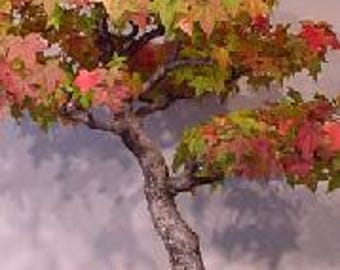 American Amberbaum (liquidambar Styraciflua) Bonsai - 60+ Seeds - Etsy  Canada