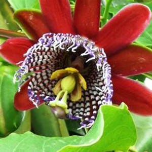 Red Passionflower - Passiflora, 10+ seeds
