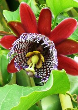 Passiflora alata - Etsy 日本