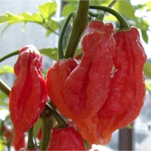 Bhut Jolokia Pepper Seeds - 10 Seeds