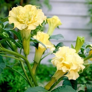 Angel&#39;s Trumpet (Brugmansia) Yellow Flower