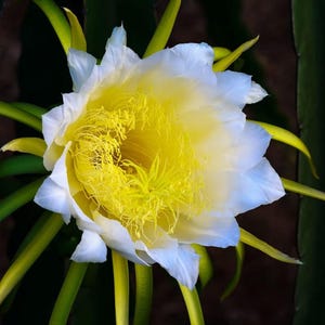 Queen of the Night  cactus (Selenicereus grandiflorus) - 50 seeds
