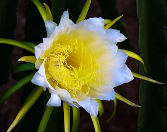 Cactus Reina de la Noche (Selenicereus grandiflorus) - 50 semillas