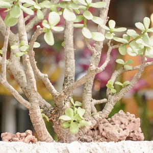 Crassula succulent plant - 100 seeds