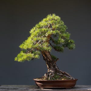 Bonsaï pin noir du Japon - + de 50 graines