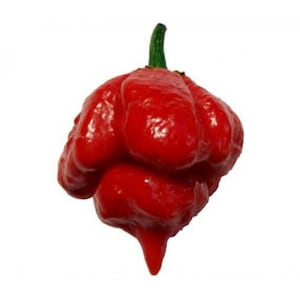 Trinidad  Scorpion Hot Chili Pepper - 7 seeds