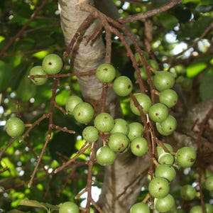 Afrikanischer Feigenbaum (Ficus capensis) - 10 Samen